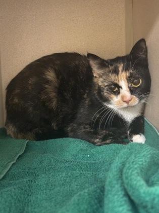 Enlarge Kiara, a Adoptable mixed breed in New Hope, PA image 1/1