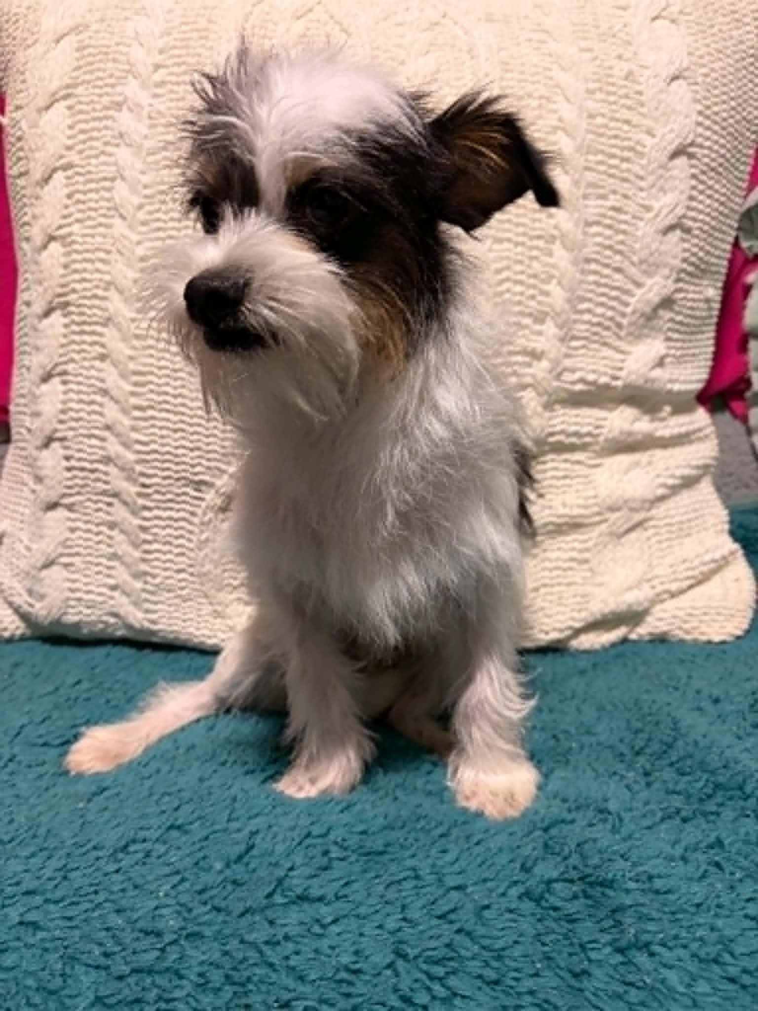 Zipper, Adoptable, Young Male Chihuahua.