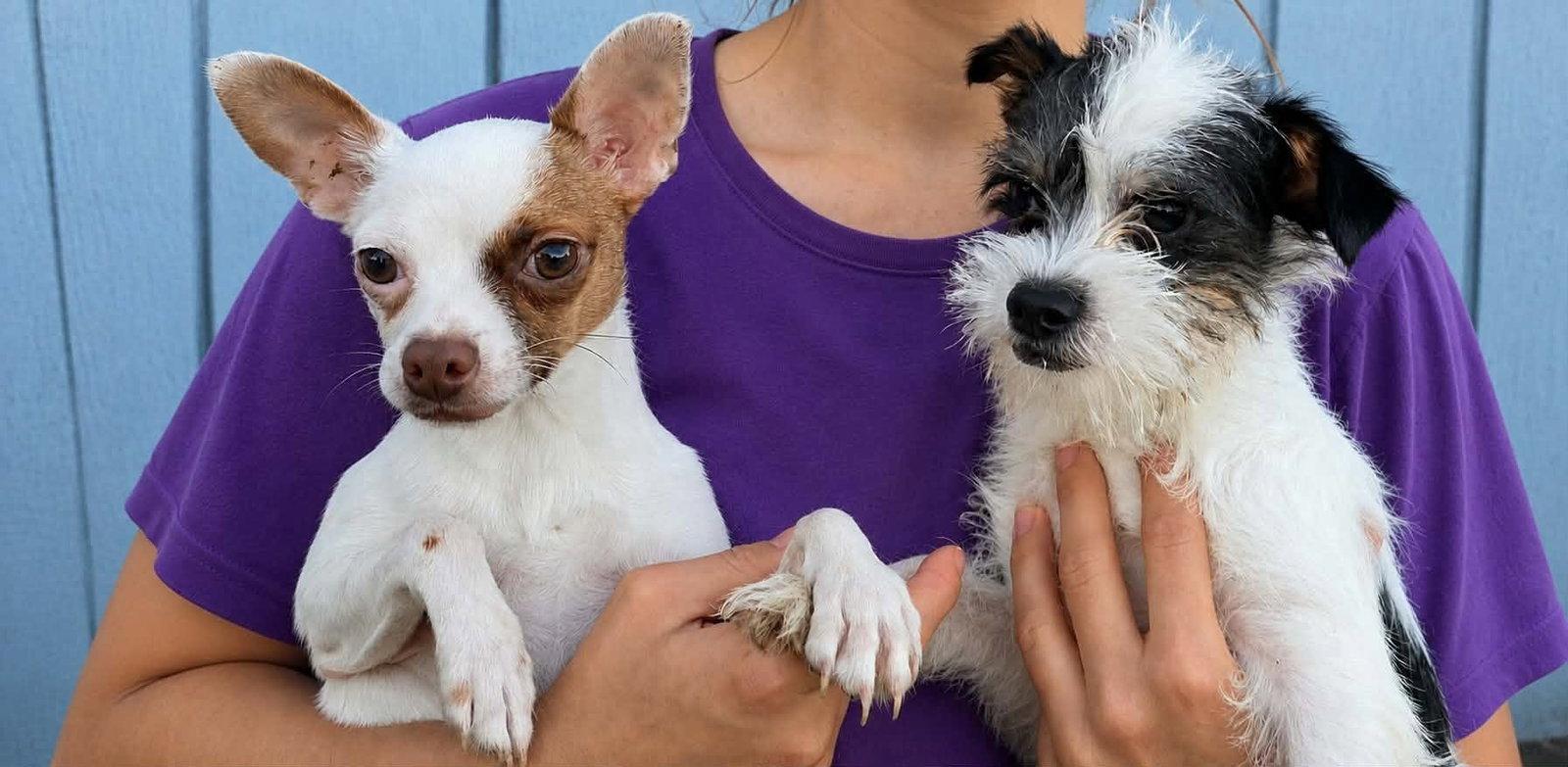 Zipper, Adoptable, Young Male Chihuahua.