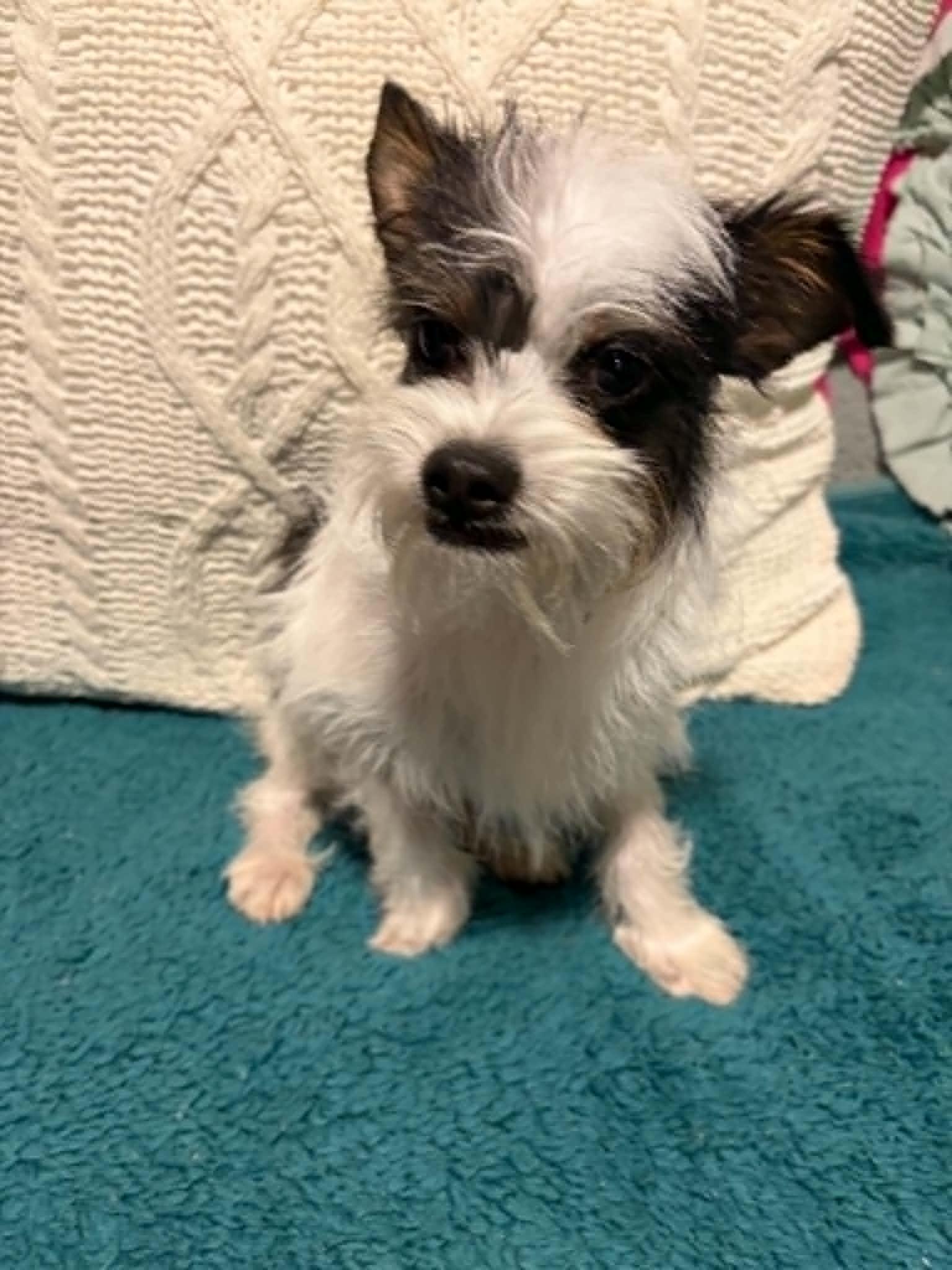 Zipper, a Adoptable Chihuahua in Mukwonago, WI image 2/3