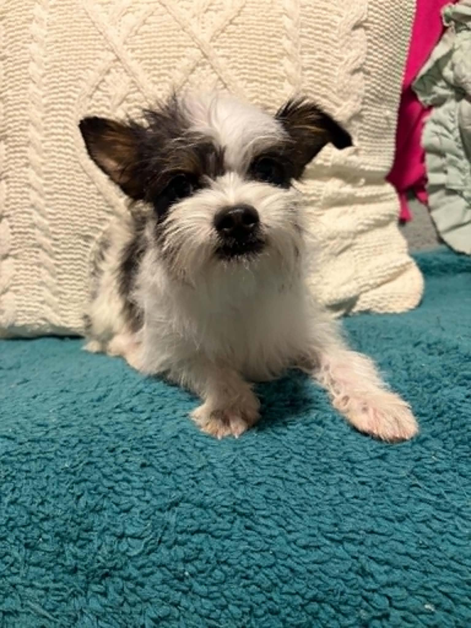 Zipper, a Adoptable Chihuahua in Mukwonago, WI image 3/3