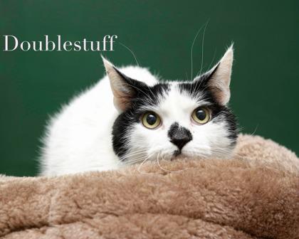 Doublestuff, Adoptable, Adult Male Domestic Short Hair & Domestic Short Hair.