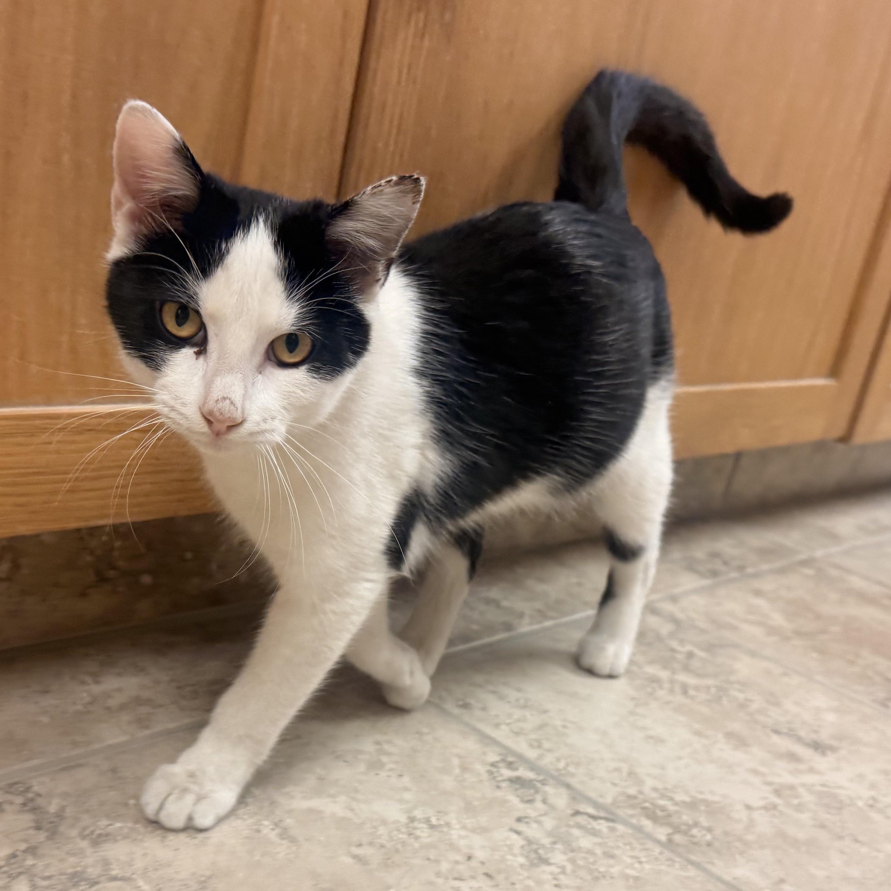Enlarge Domino , a ADOPTABLE Domestic Short Hair in Hays, KS image 5/5