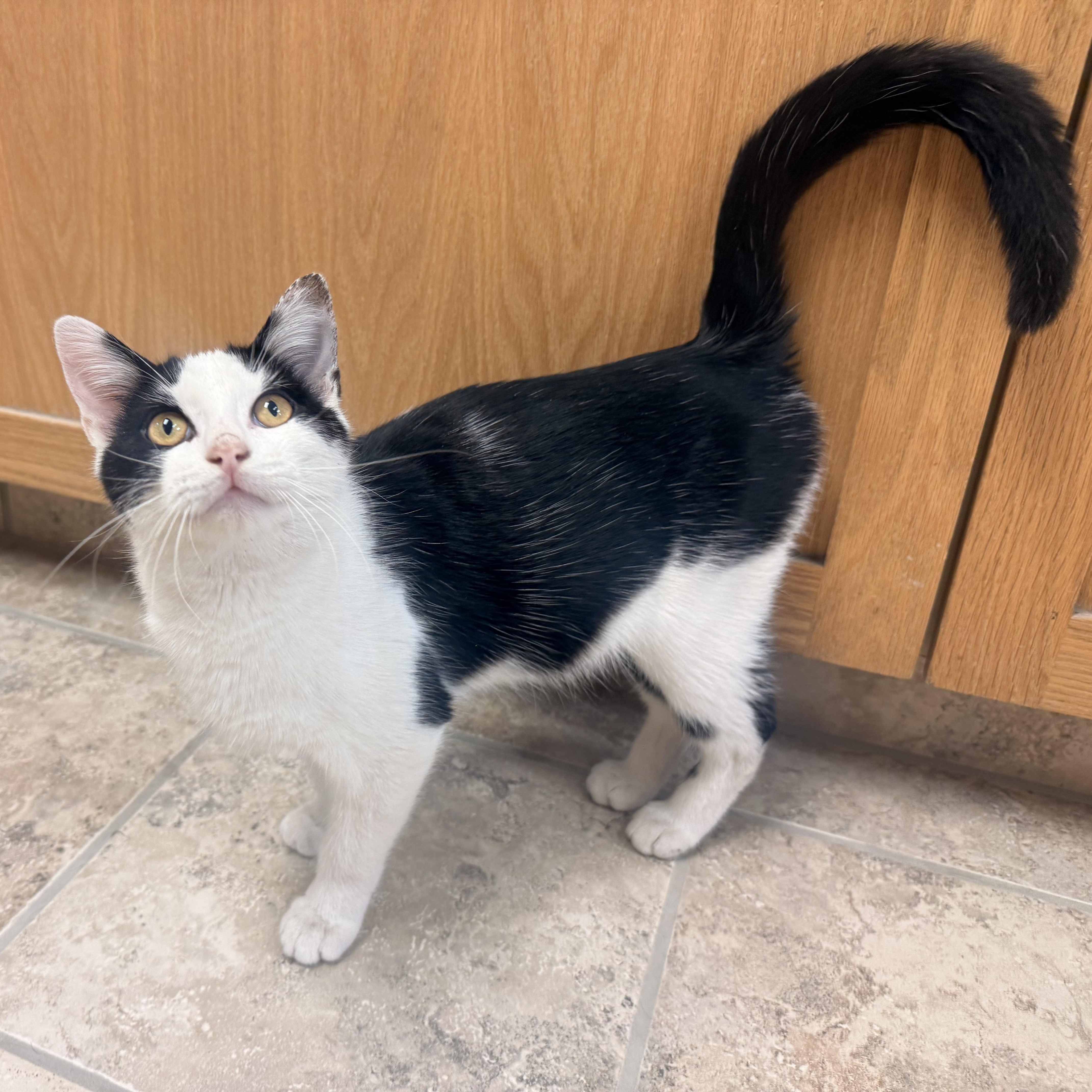 Enlarge Domino , a ADOPTABLE Domestic Short Hair in Hays, KS image 2/5