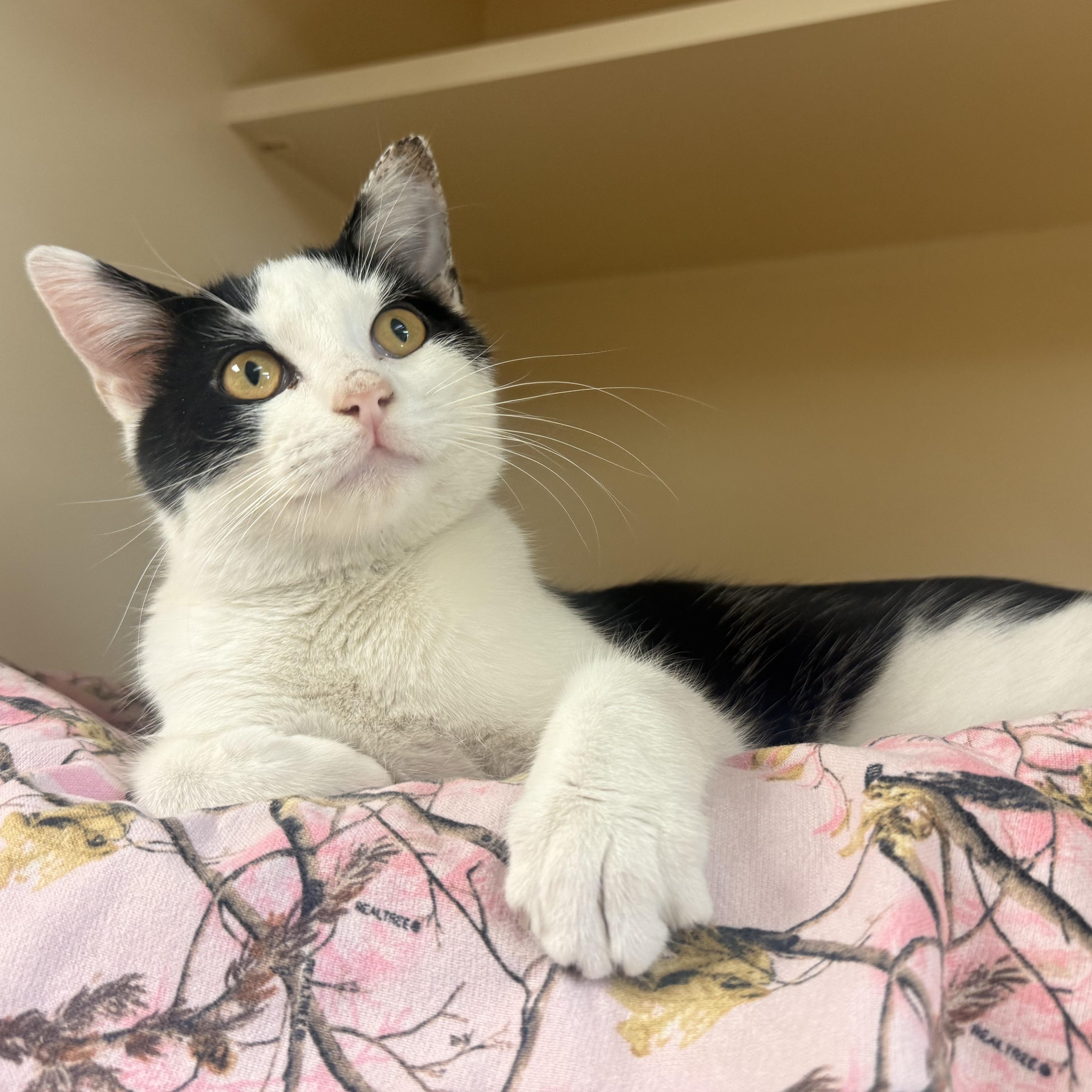 Enlarge Domino , a ADOPTABLE Domestic Short Hair in Hays, KS image 3/5