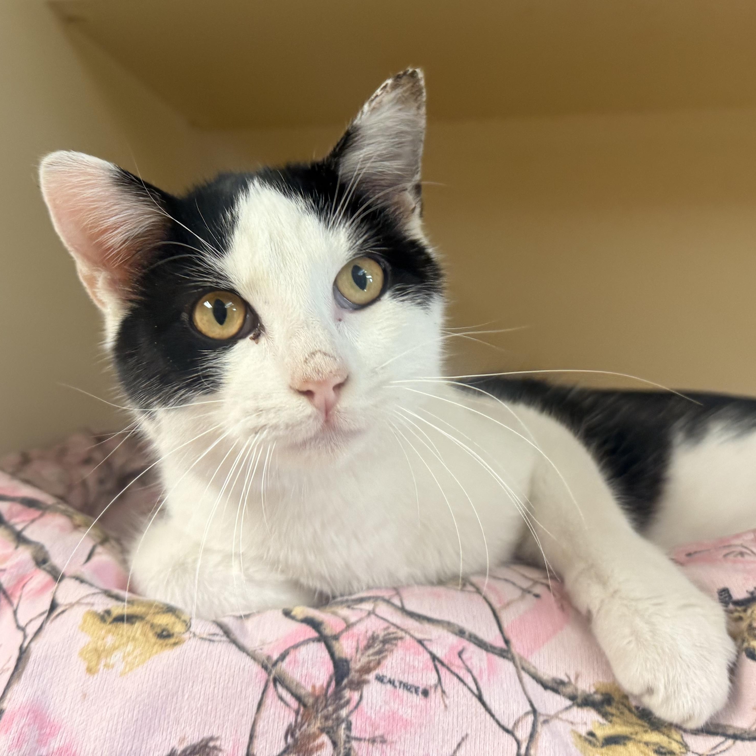 Domino , ADOPTABLE, Adult Male Domestic Short Hair.