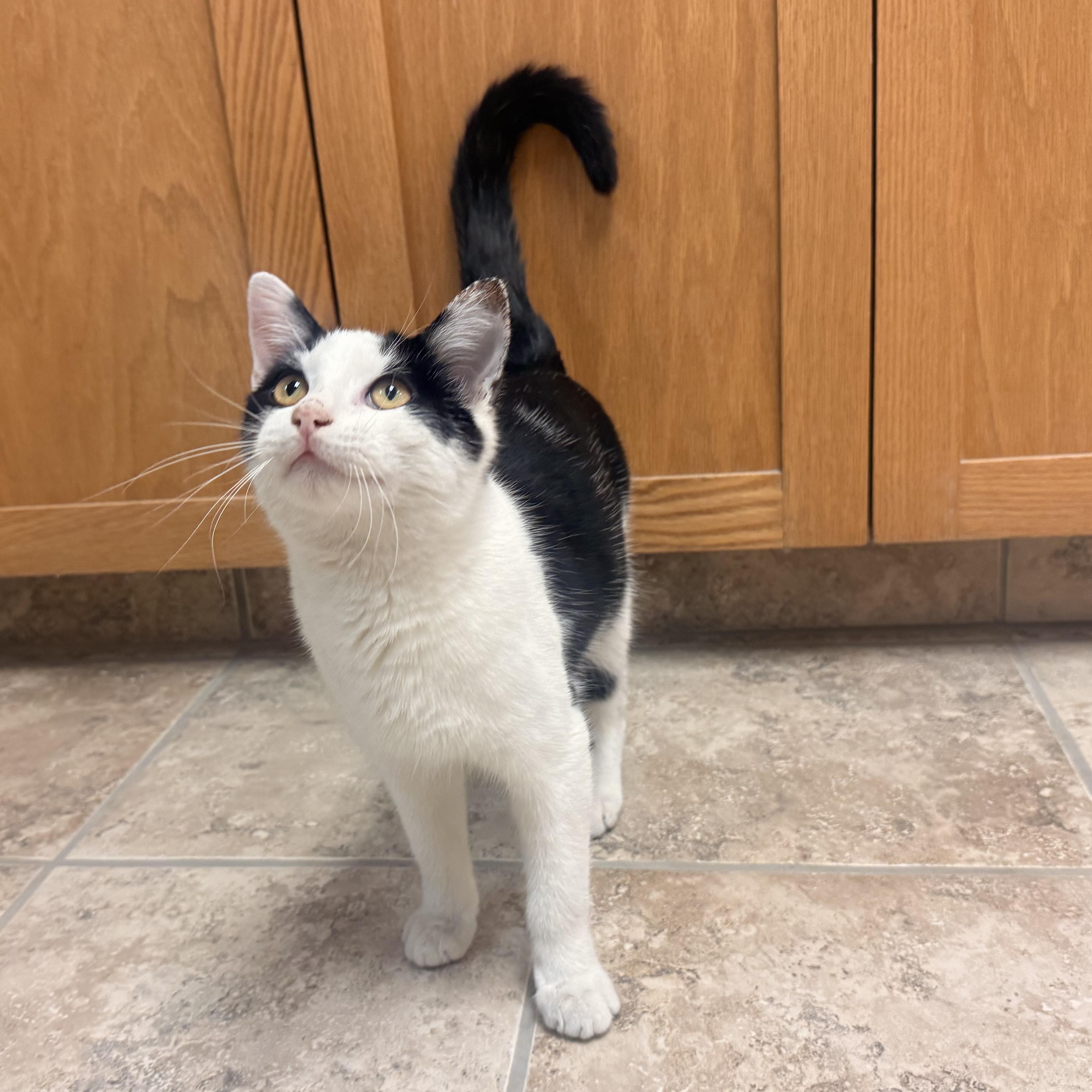 Enlarge Domino , a ADOPTABLE Domestic Short Hair in Hays, KS image 4/5