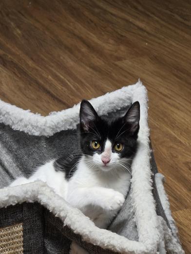 Purrla — thumbnail 3