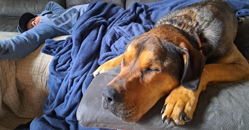 Jessie (22-004 D), a Adoptable mixed breed in Lansing, MI image 2/6