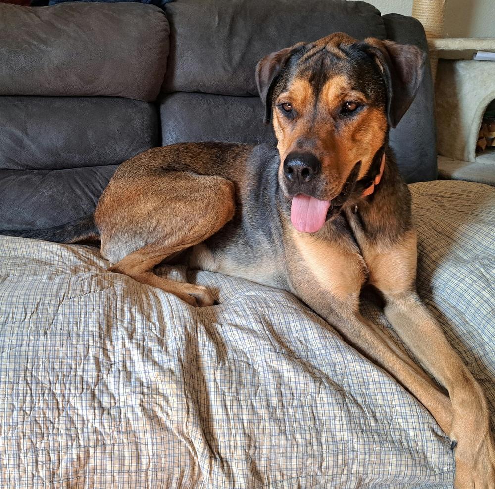 Jessie (22-004 D), a Adoptable mixed breed in Lansing, MI image 3/6
