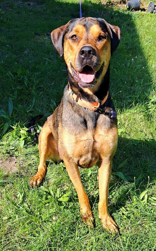 Jessie (22-004 D), a Adoptable mixed breed in Lansing, MI image 4/6