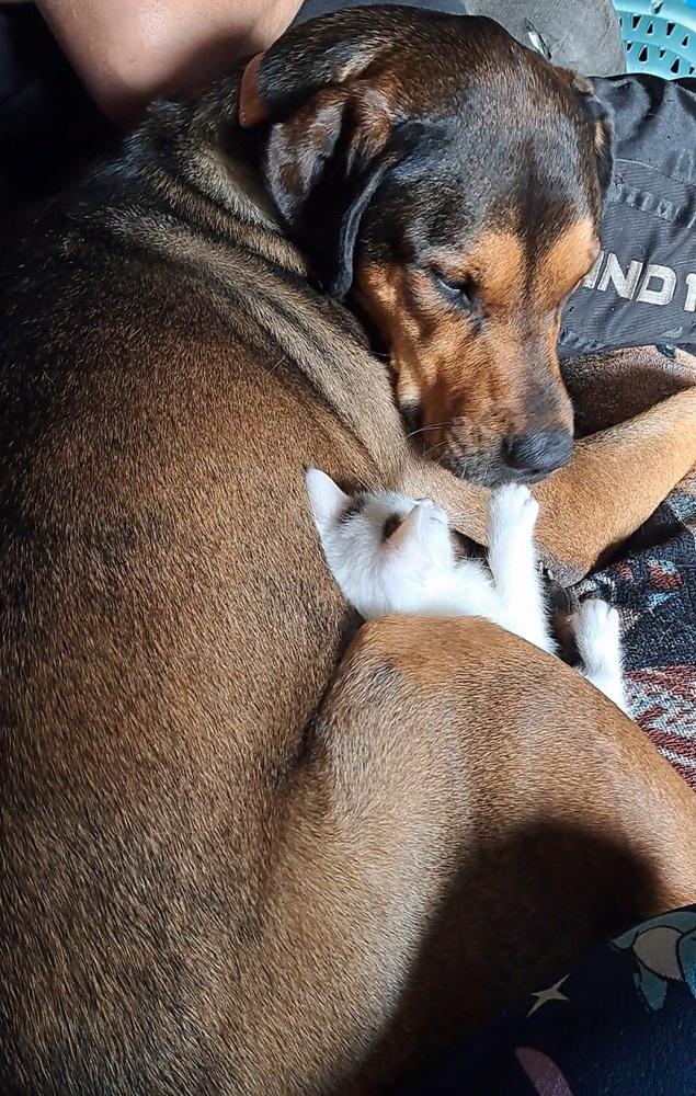 Enlarge Jessie (22-004 D), a Adoptable mixed breed in Lansing, MI image 5/6