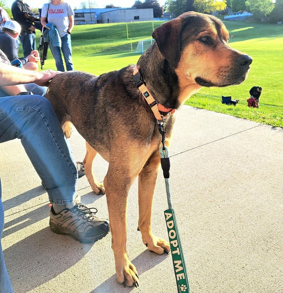 Jessie (22-004 D), a Adoptable mixed breed in Lansing, MI image 5/6