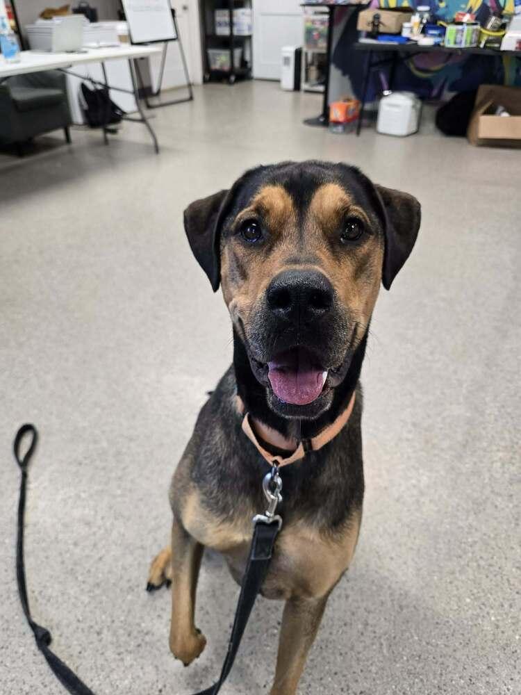 Jessie (22-004 D), a Adoptable mixed breed in Lansing, MI image 6/6