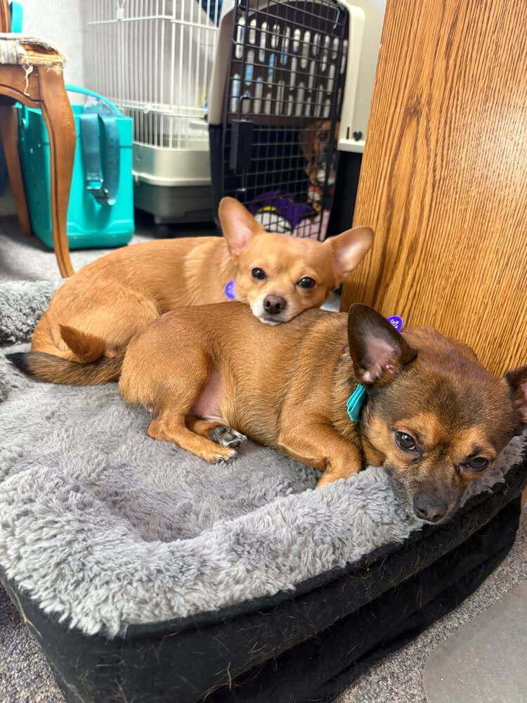 Luca, Adoptable, Adult Male Chihuahua & Pomeranian.