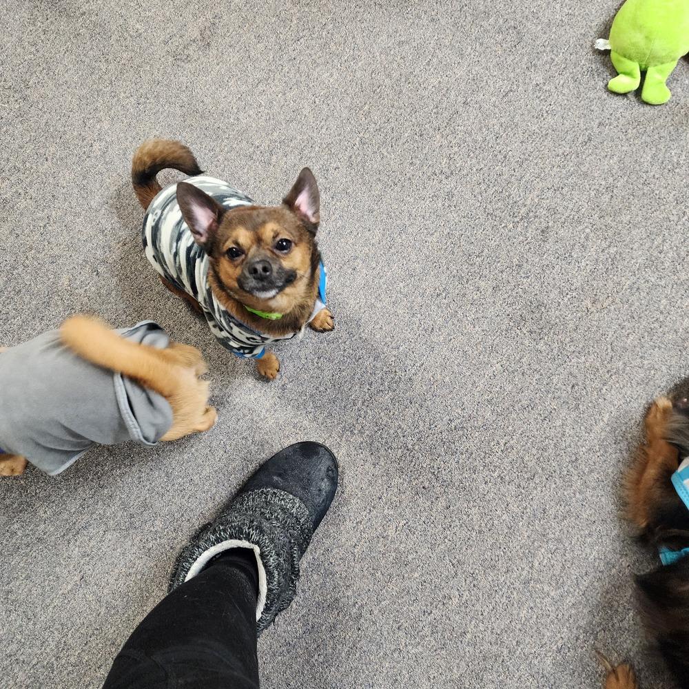 Enlarge Luca, a Adoptable mixed breed in Anoka, MN image 2/5