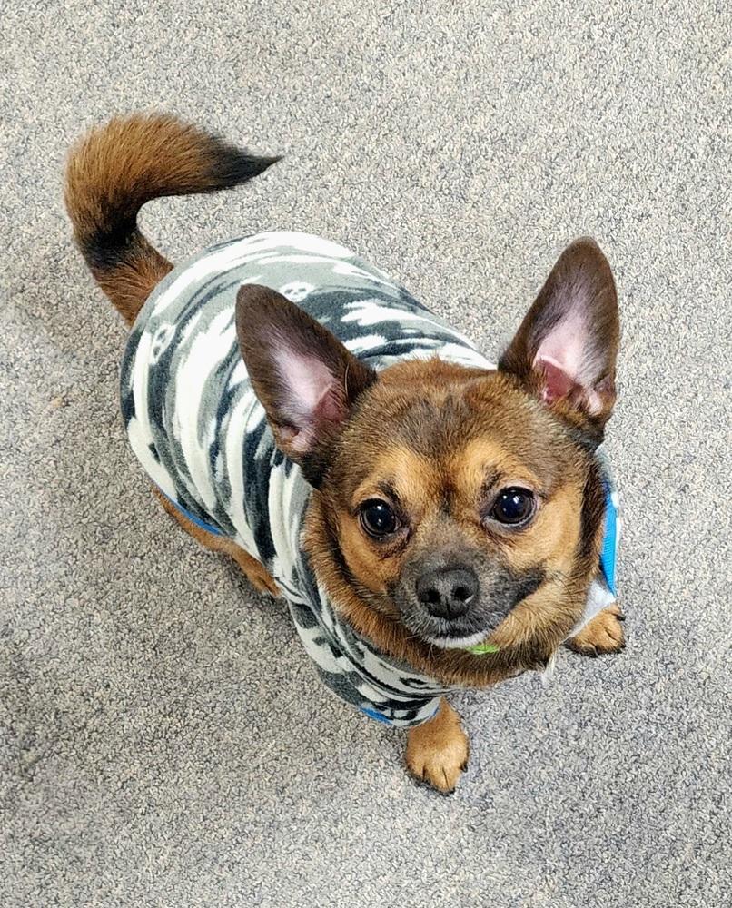 Enlarge Luca, a Adoptable mixed breed in Anoka, MN image 3/5