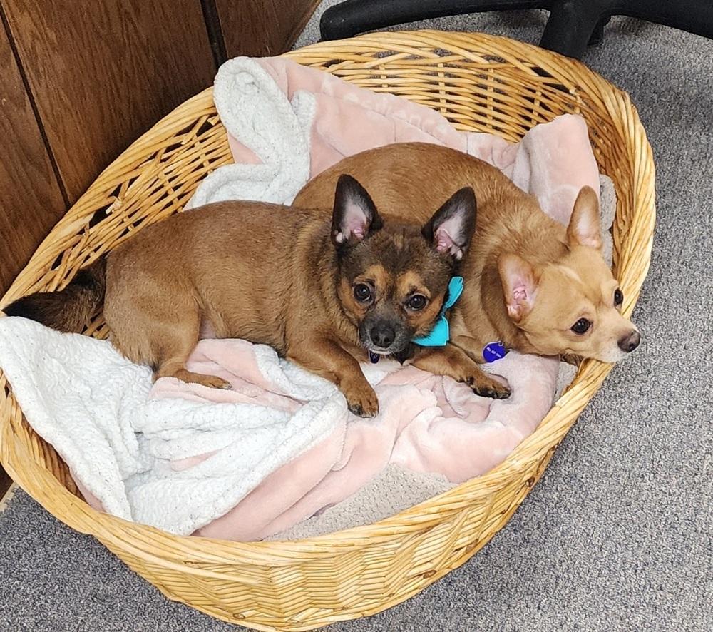 Enlarge Luca, a Adoptable mixed breed in Anoka, MN image 4/5