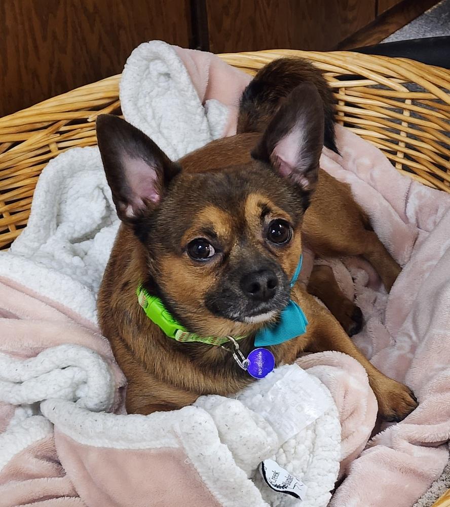 Enlarge Luca, a Adoptable mixed breed in Anoka, MN image 5/5