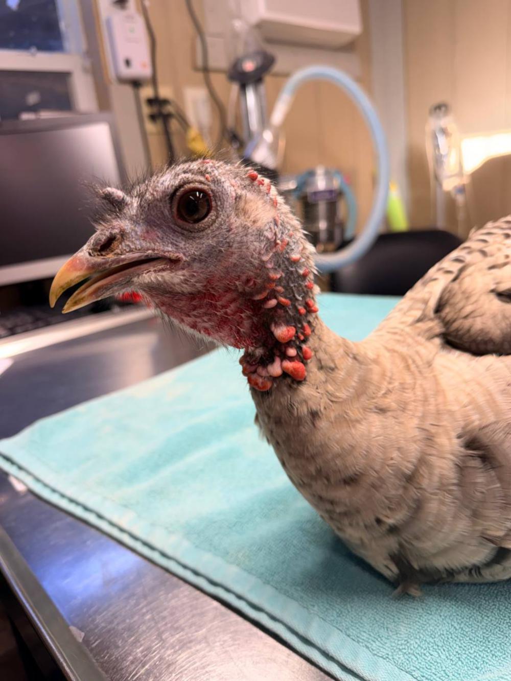 Enlarge Sunflower, a ADOPTABLE Turkey in Indian Trail, NC image 1/1