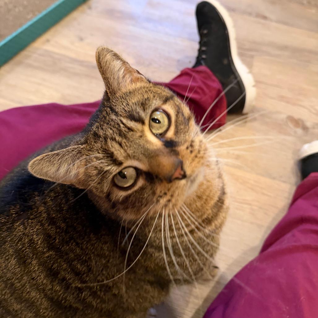 Cookie, Adoptable, Adult Female Domestic Short Hair.