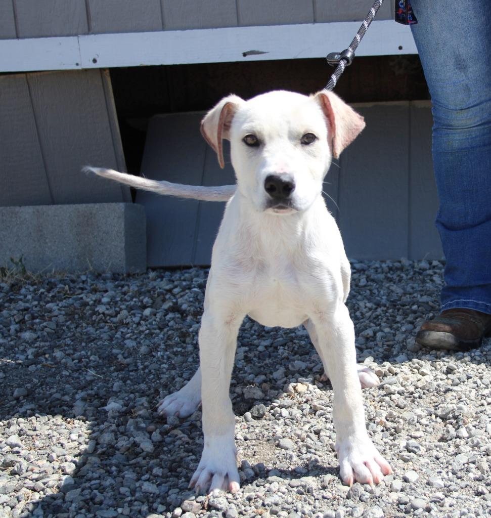 Noah, Adoptable, Puppy Male Pit Bull Terrier & Mixed Breed.
