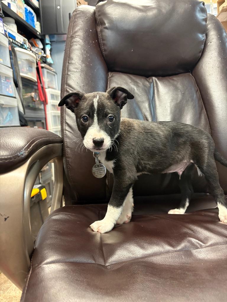 Enlarge Topper, a Adoptable mixed breed in Reno, NV image 1/1