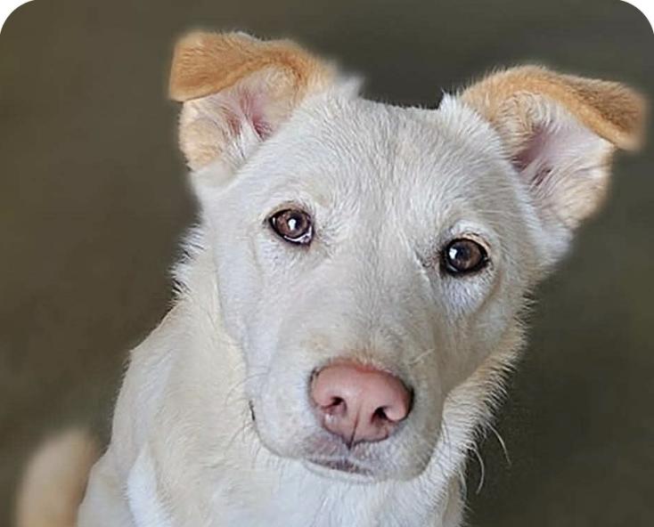Enlarge Mira, a ADOPTABLE mixed breed in San Francisco, CA image 1/1