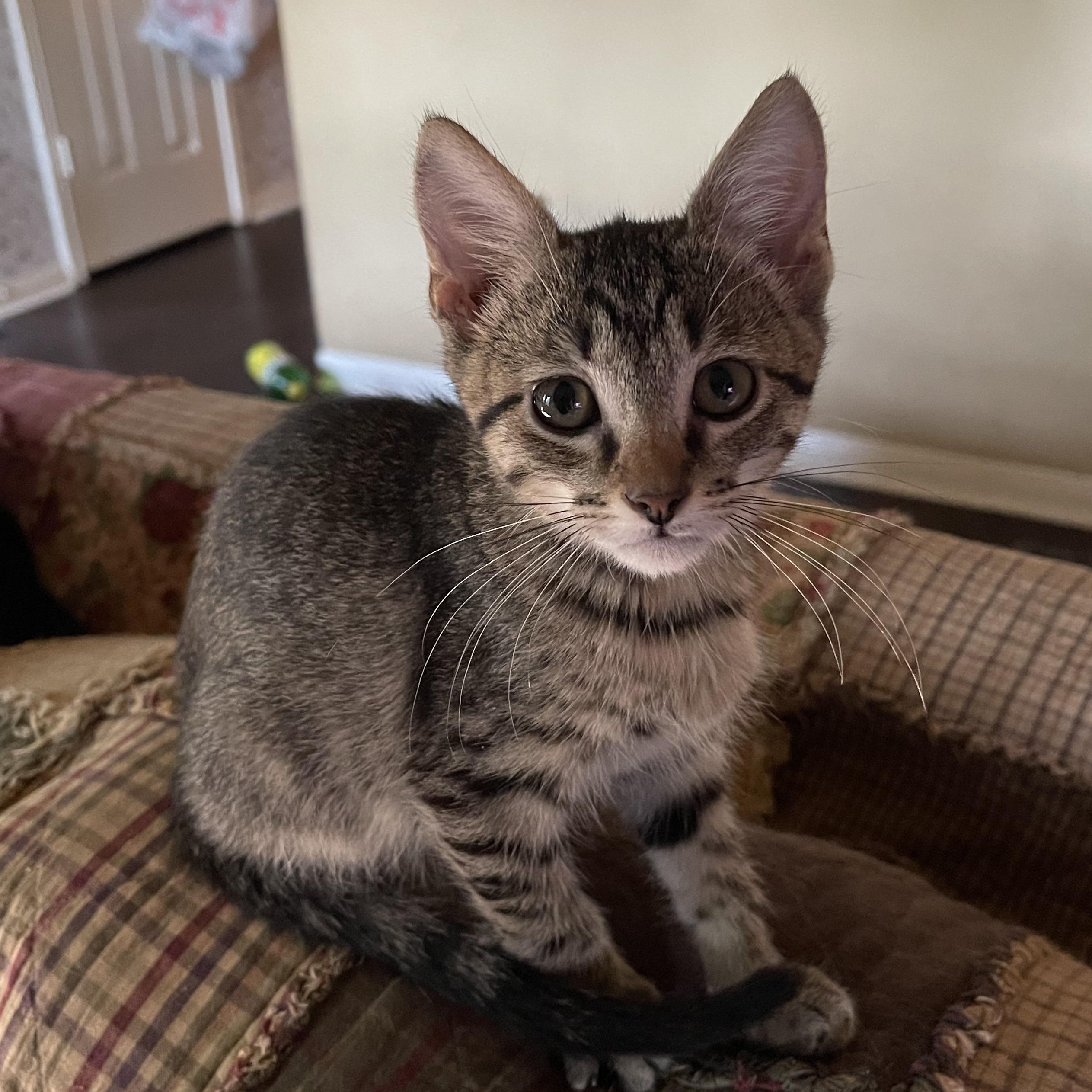 Checkers, Adoptable, Kitten Male American Shorthair.