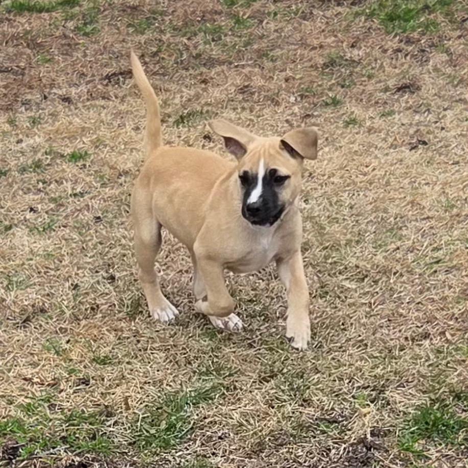 Enlarge Alby, an adopted mixed breed in Medford, NY image 3/4