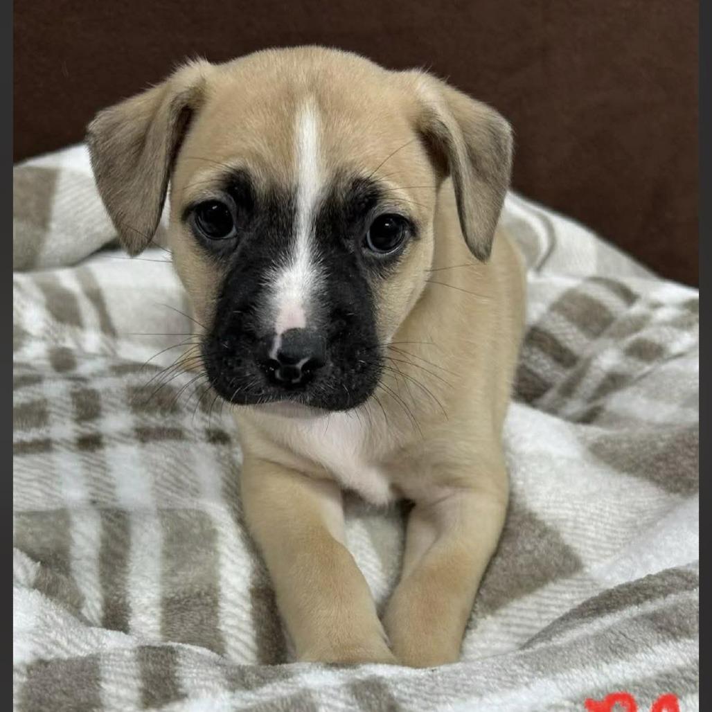 Enlarge Alby, an adopted mixed breed in Medford, NY image 4/4