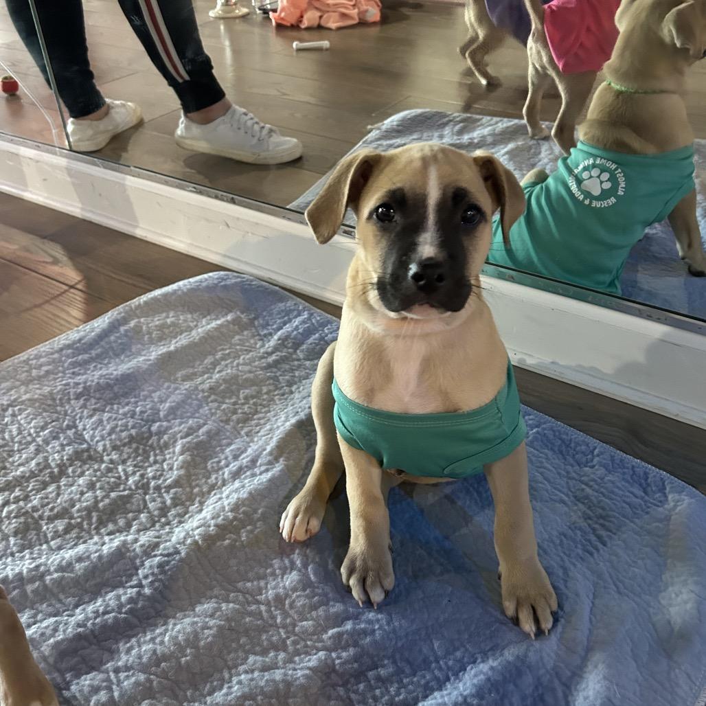 Enlarge Alby, an adopted mixed breed in Medford, NY image 1/4