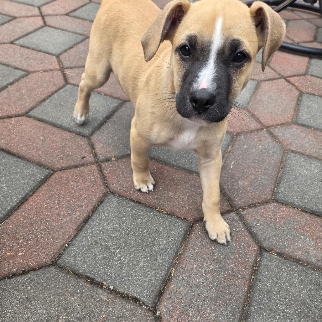 Enlarge Alby, an adopted mixed breed in Medford, NY image 2/4