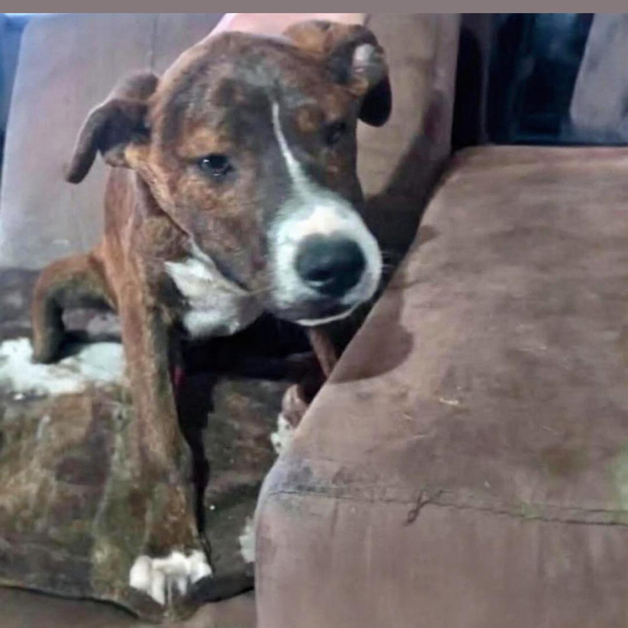 Enlarge Coby, a Adoptable Mixed Breed in Pittstown, NJ image 2/2