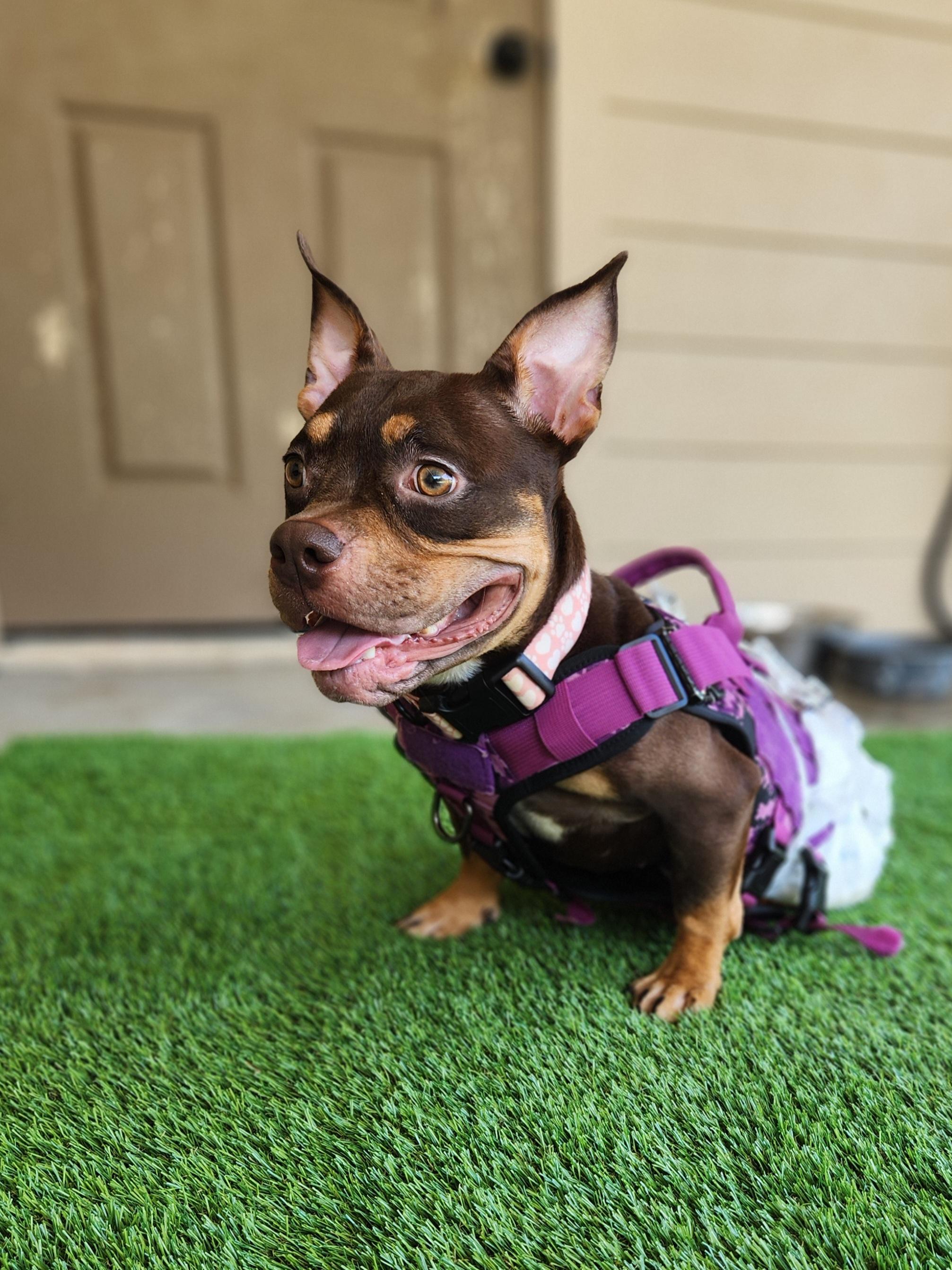 Enlarge Coco, a Adoptable American Staffordshire Terrier in Killeen, TX image 5/5