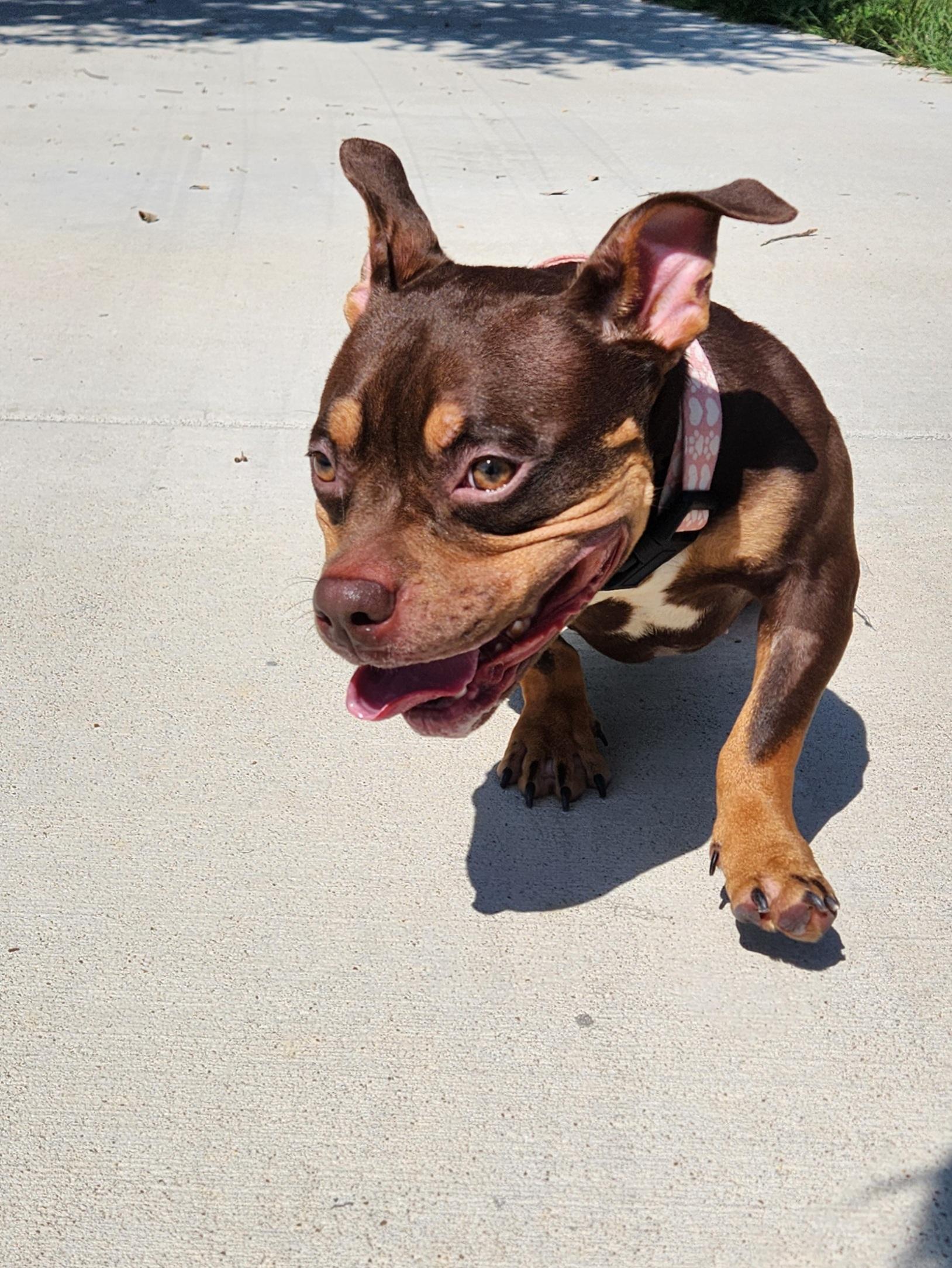 Enlarge Coco, a Adoptable American Staffordshire Terrier in Killeen, TX image 1/5