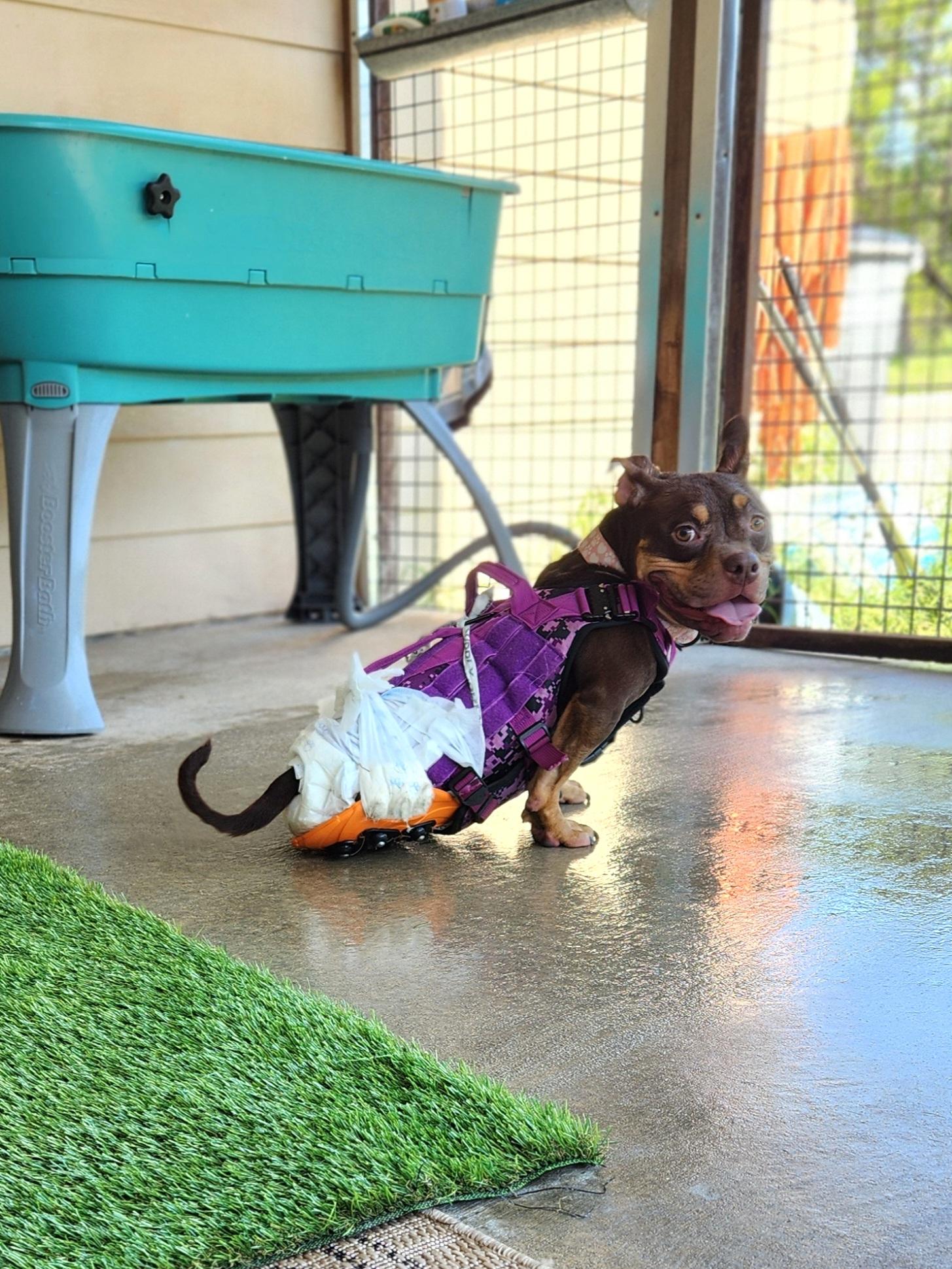 Enlarge Coco, a Adoptable American Staffordshire Terrier in Killeen, TX image 3/5