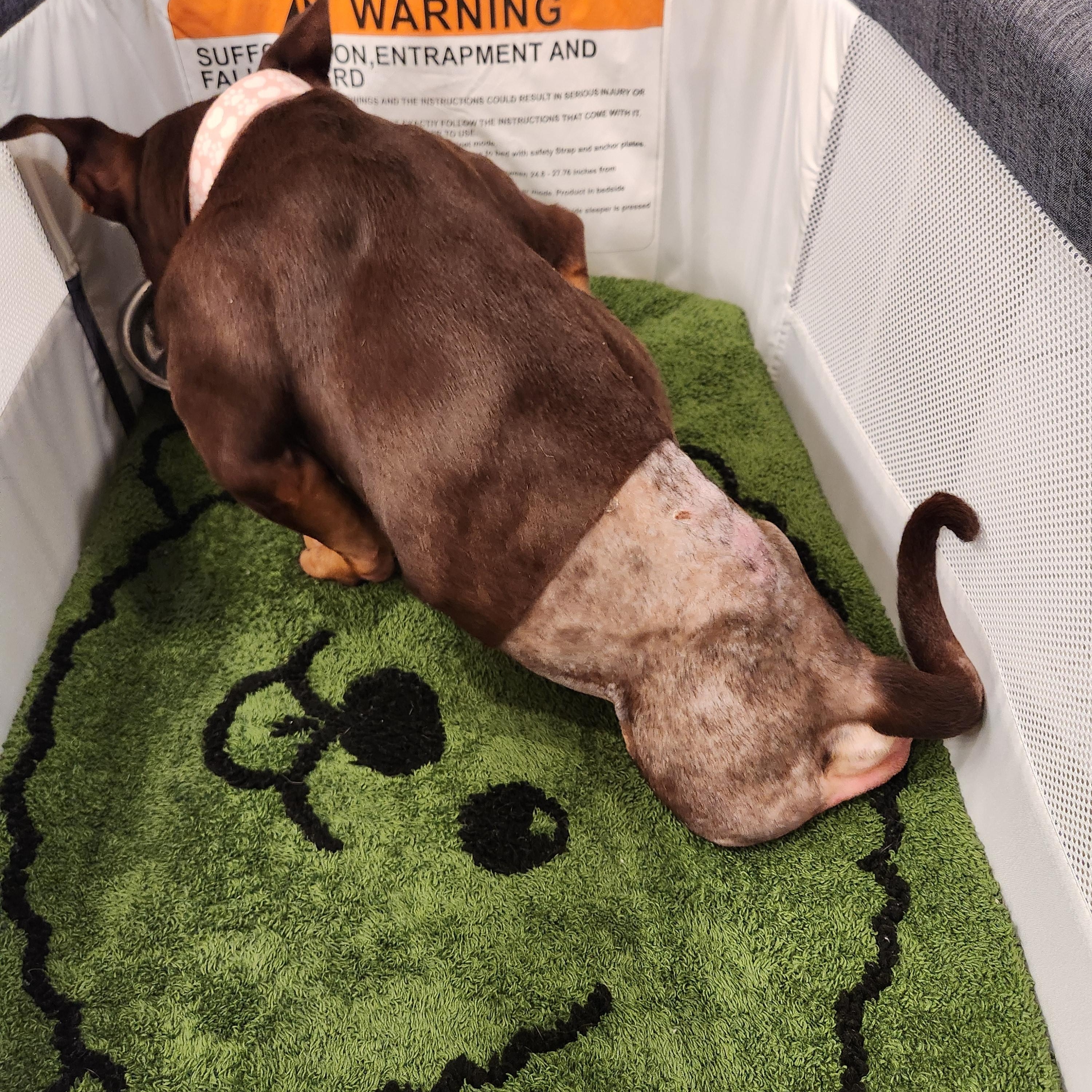 Enlarge Coco, a Adoptable American Staffordshire Terrier in Killeen, TX image 4/5