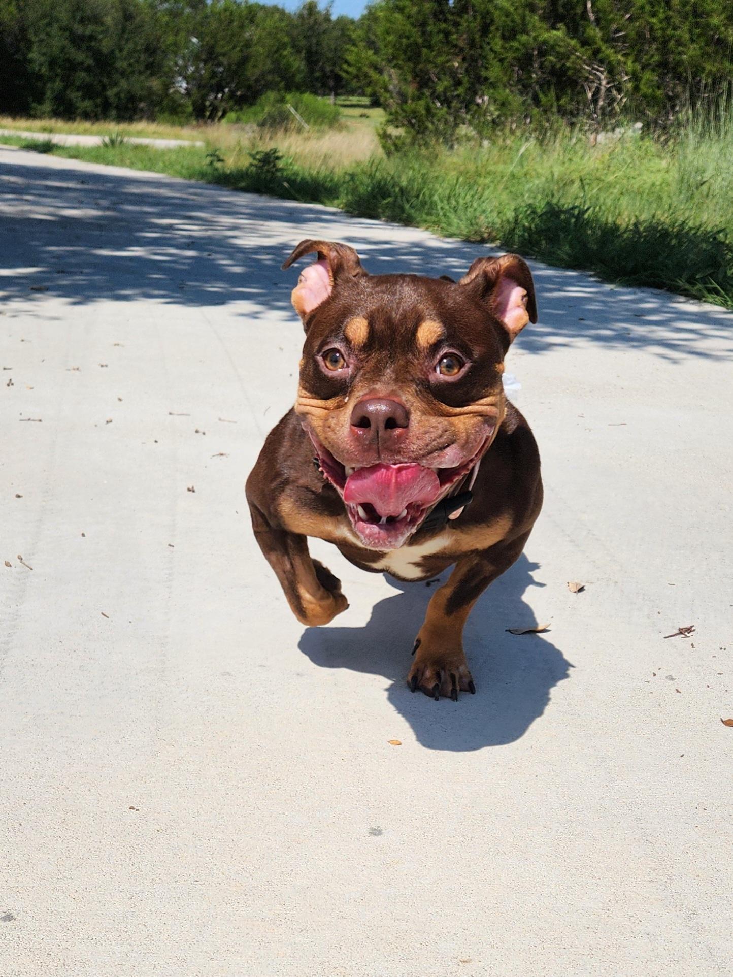 Enlarge Coco, a Adoptable American Staffordshire Terrier in Killeen, TX image 2/5