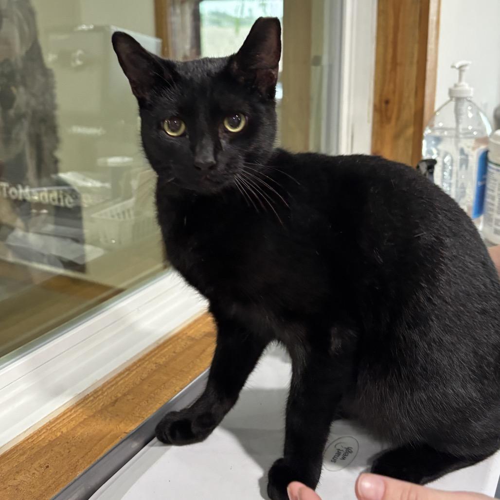 BJ, Adoptable, Kitten Male Domestic Short Hair.