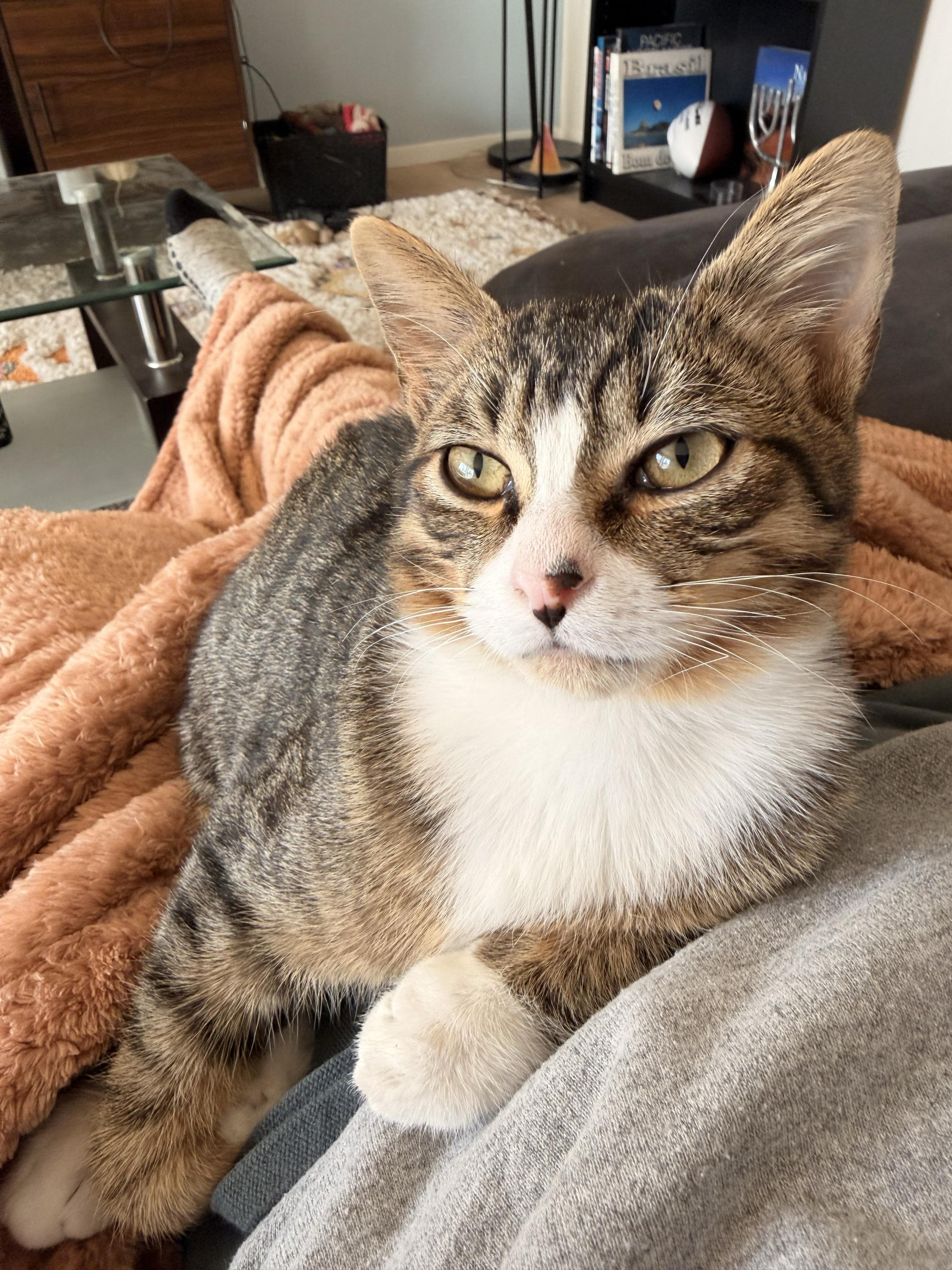 Fresedo, Adoptable, Kitten Male Domestic Short Hair.