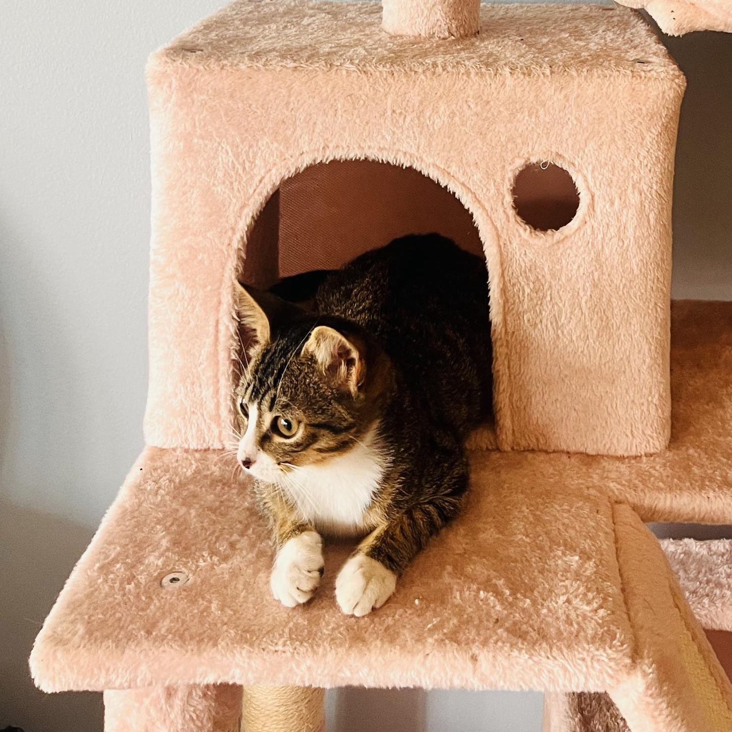 Enlarge Fresedo, a Adoptable Domestic Short Hair in Seattle, WA image 2/6