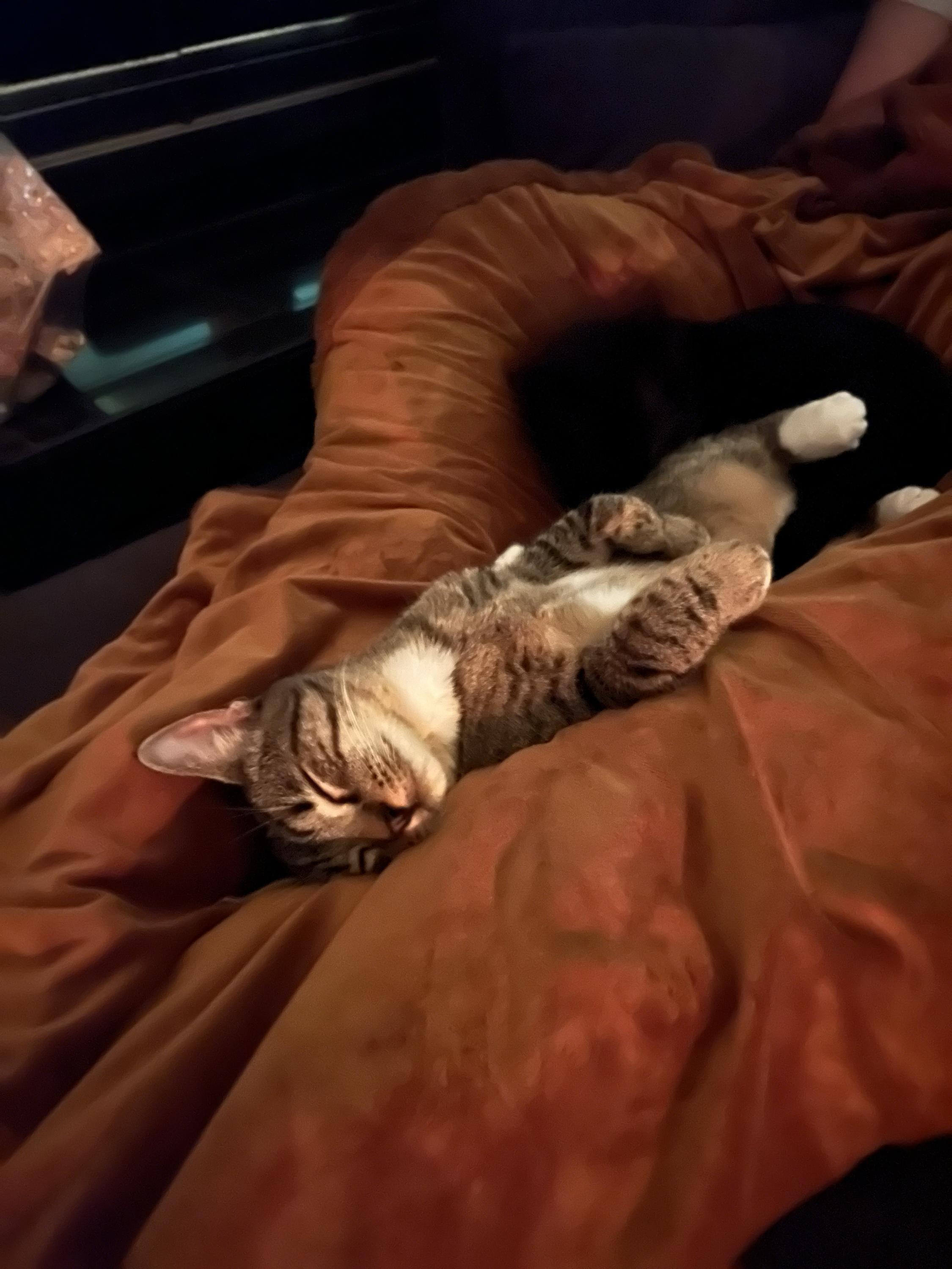 Enlarge Fresedo, a Adoptable Domestic Short Hair in Seattle, WA image 4/6