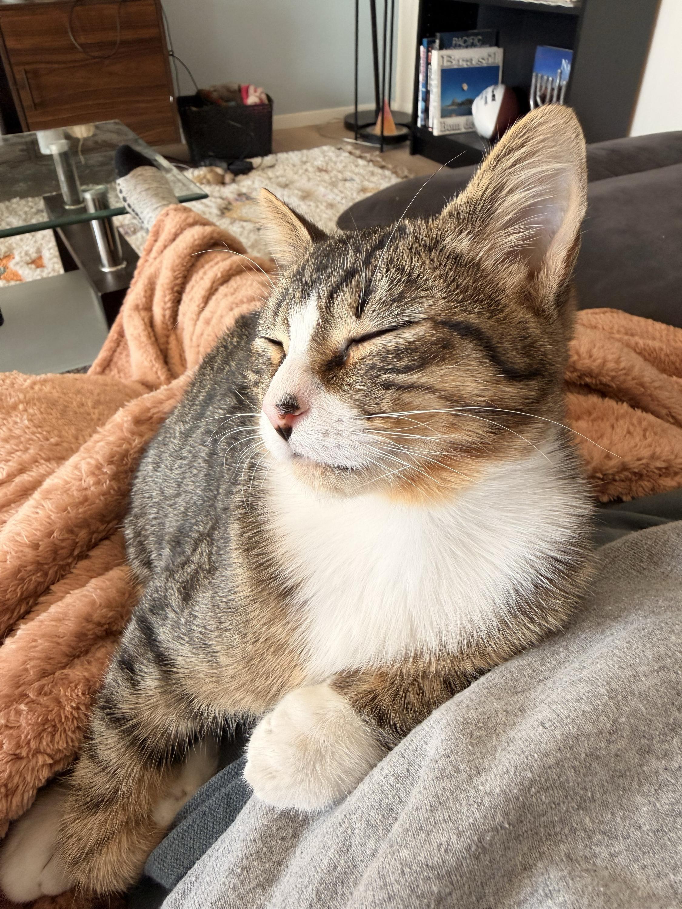 Enlarge Fresedo, a Adoptable Domestic Short Hair in Seattle, WA image 6/6