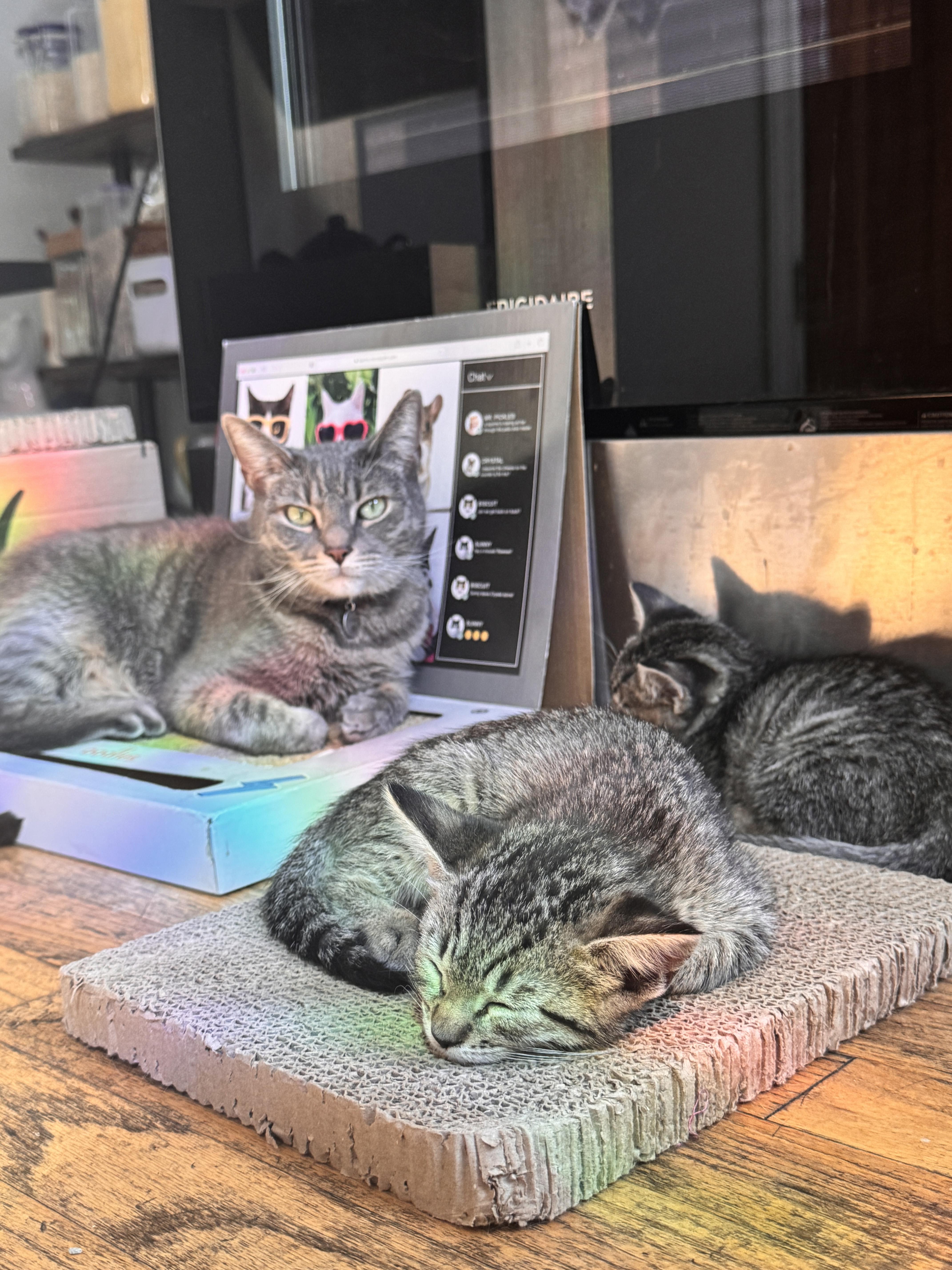 Enlarge Tater Tot and Crinkle, a Adoptable Domestic Short Hair in Brooklyn, NY image 6/6