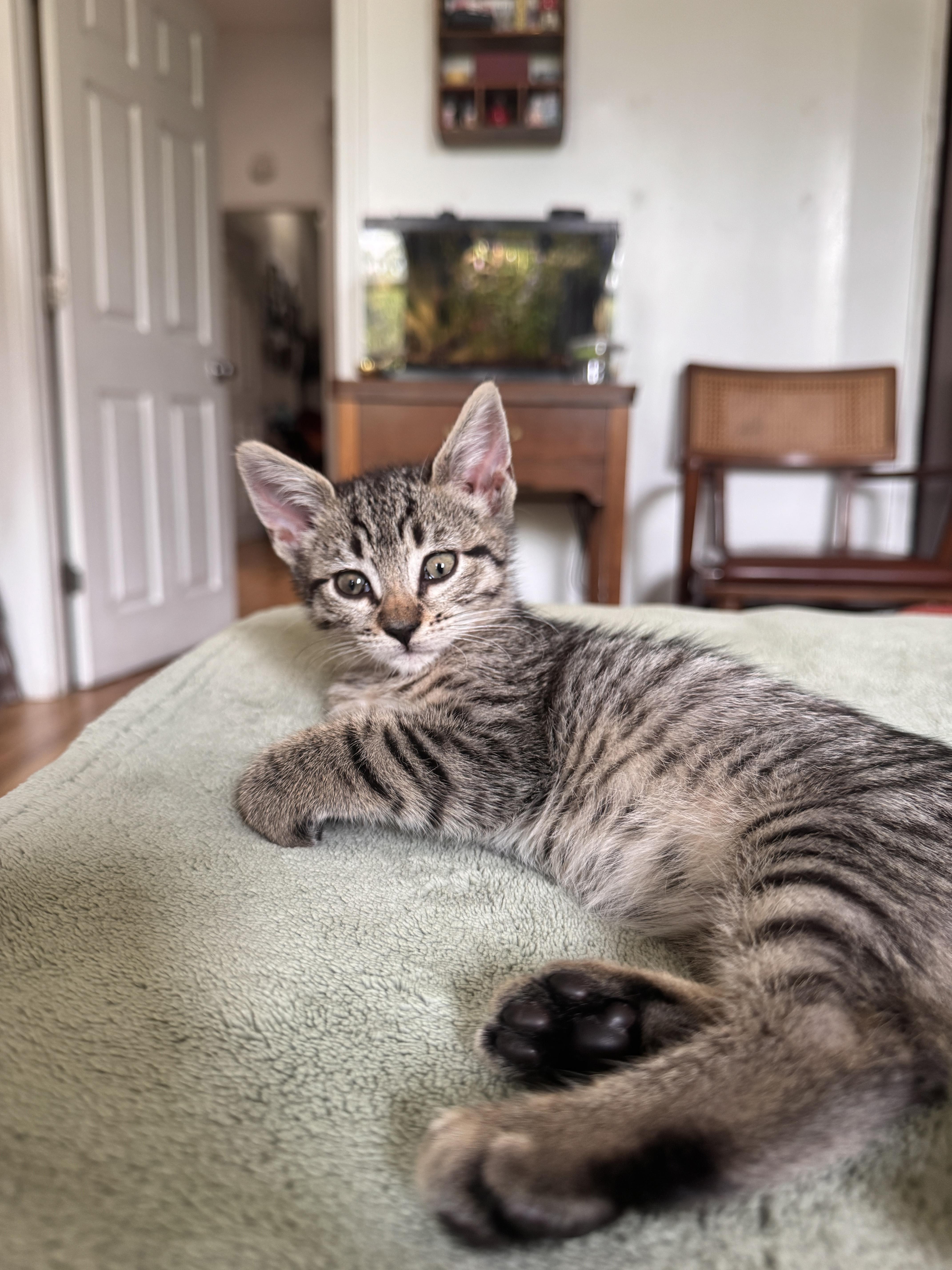 Enlarge Tater Tot and Crinkle, a Adoptable Domestic Short Hair in Brooklyn, NY image 5/6