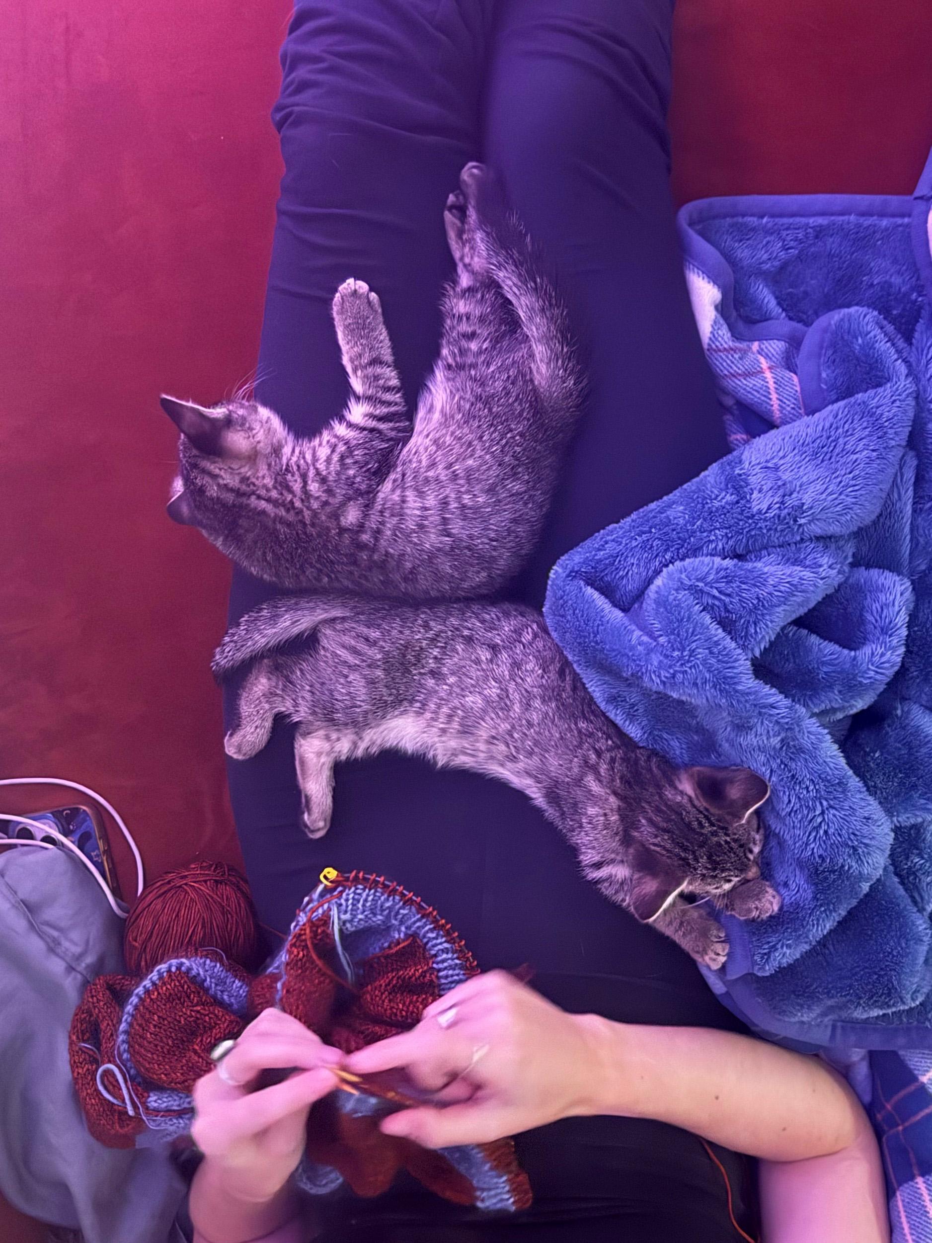 Enlarge Tater Tot and Crinkle, a Adoptable Domestic Short Hair in Brooklyn, NY image 3/6