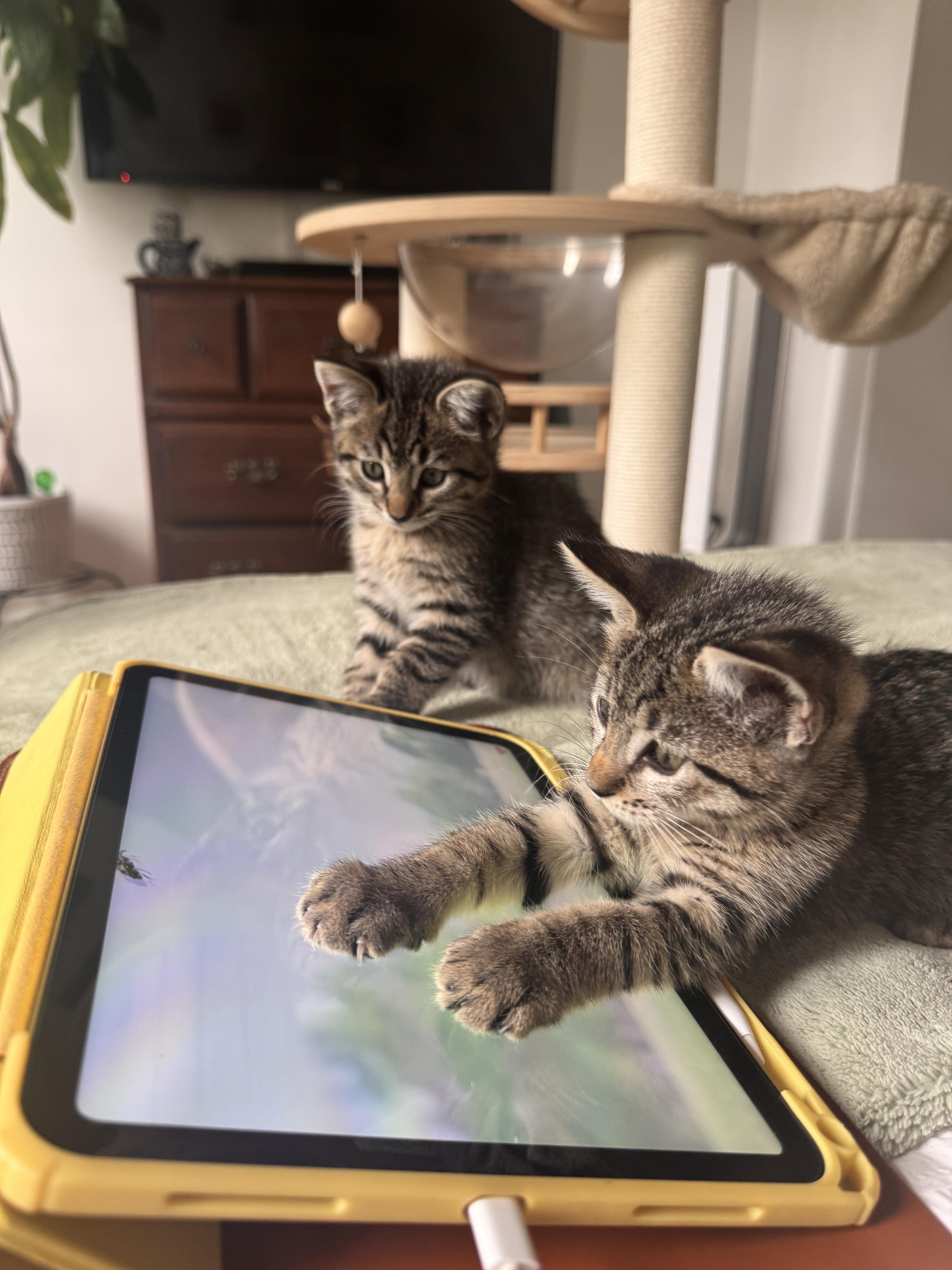 Enlarge Tater Tot and Crinkle, a Adoptable Domestic Short Hair in Brooklyn, NY image 1/6