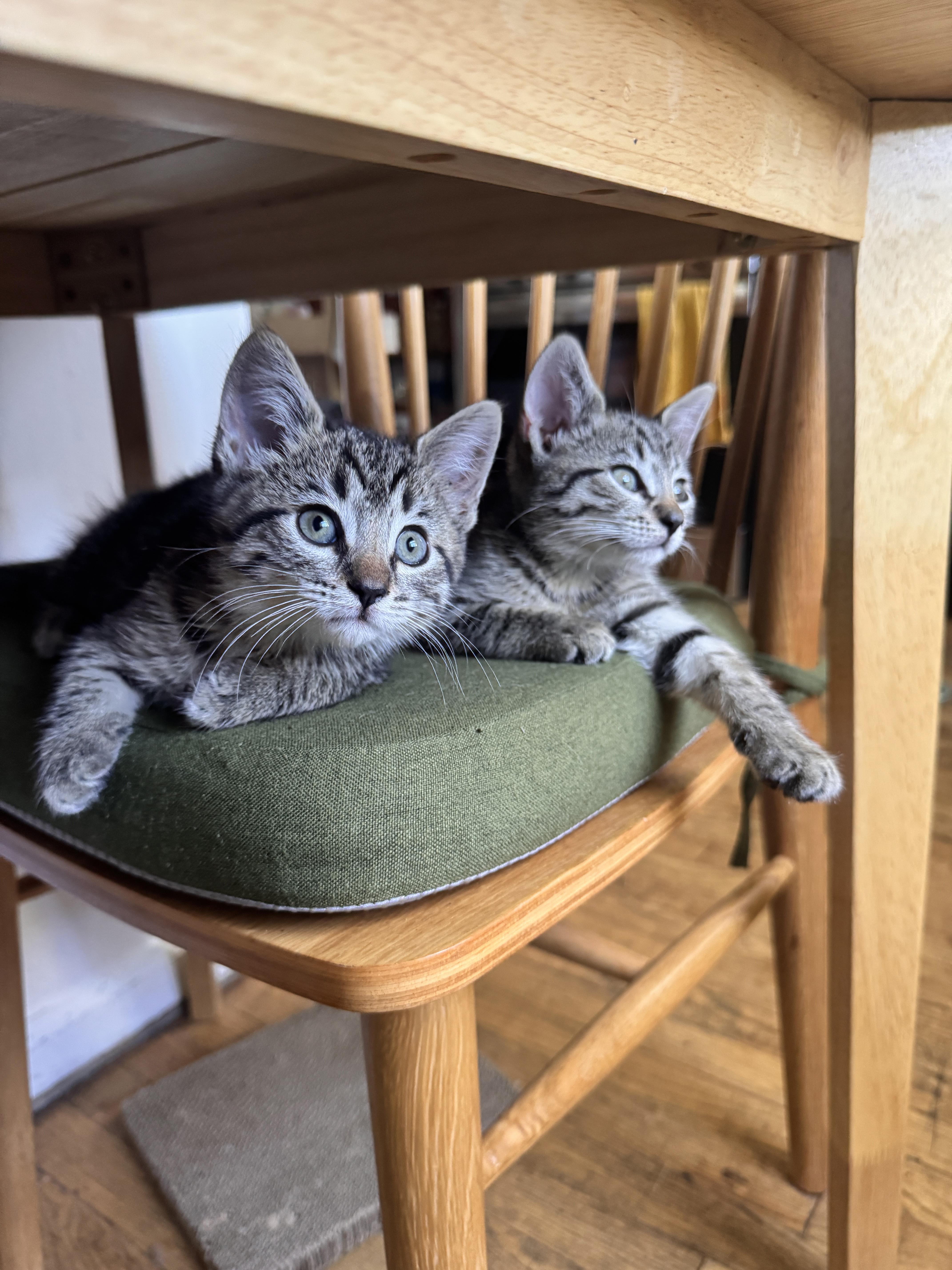 Enlarge Tater Tot and Crinkle, a Adoptable Domestic Short Hair in Brooklyn, NY image 2/6