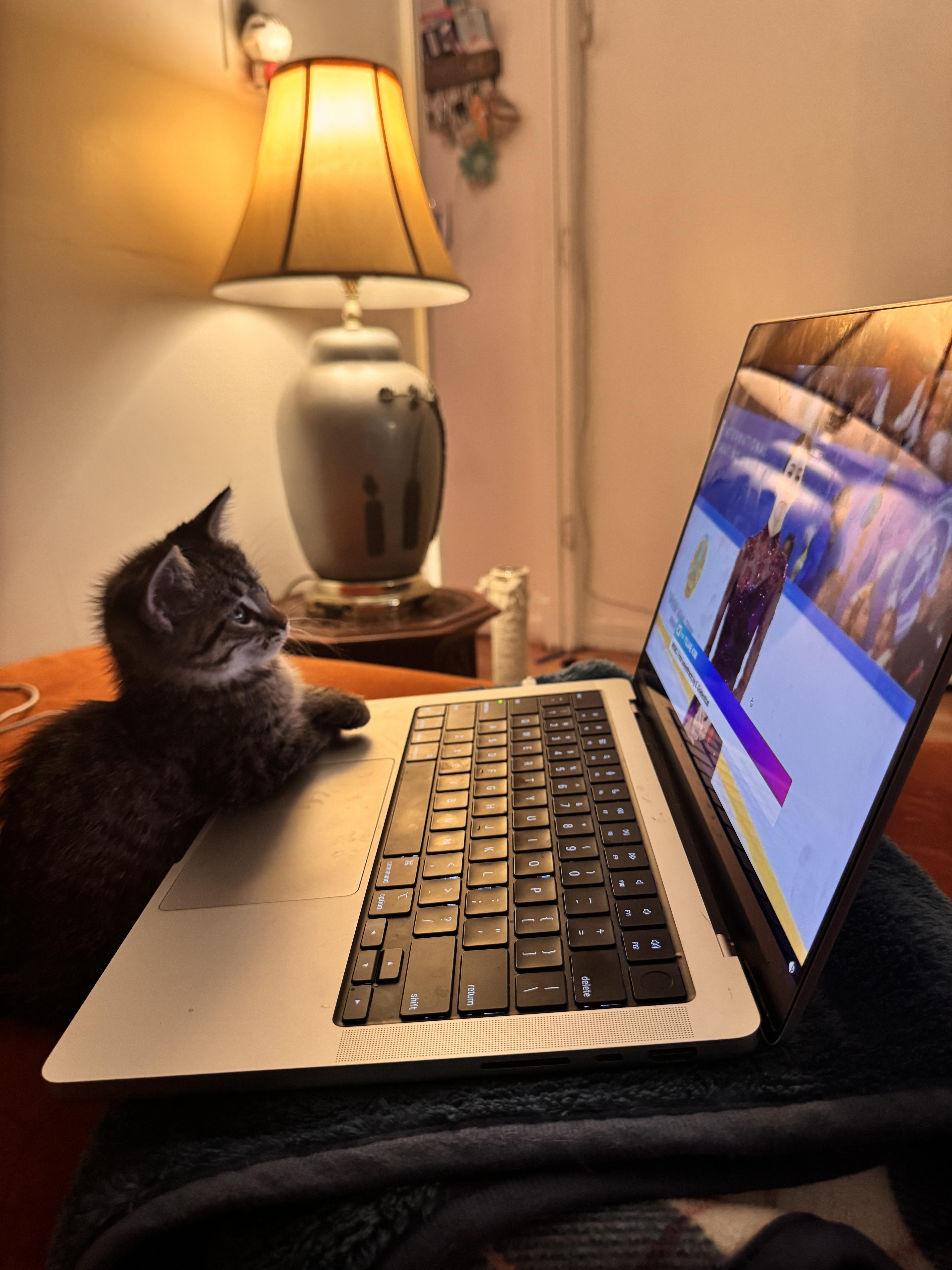 Enlarge Tater Tot and Crinkle, a Adoptable Domestic Short Hair in Brooklyn, NY image 4/6